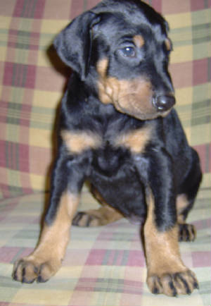 Doberman/SBM.jpg