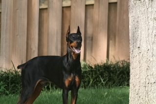 Doberman/Alrobobbydunlap.jpg