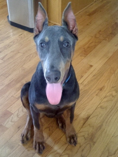 Doberman/BLU.jpg