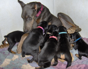 Doberman/Bellapup.jpg