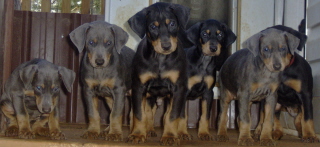 Doberman/BlueBlack.jpg