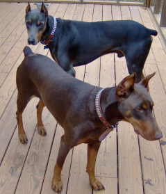 Doberman/BlueCheye.jpg