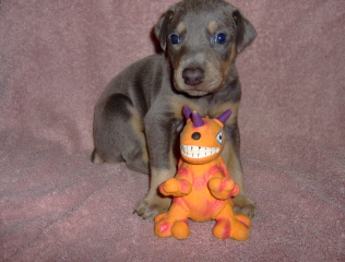 Doberman/Bluetoy.jpg
