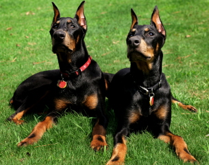 Doberman/CR_and_Zoe.jpg