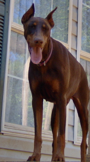 Doberman/Cheye.jpg