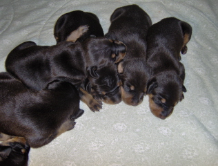 Doberman/Cheyfeb2211.jpg