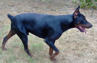Doberman/Diesel.jpg