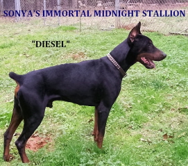 Doberman/Diesel6.jpg