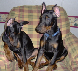 Doberman/DieselZena.jpg