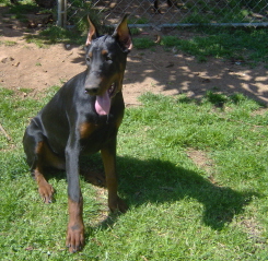 Doberman/Dieselsixmo.jpg