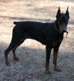 Doberman/Echo.jpg