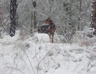 Doberman/Harleysnowmar.jpg