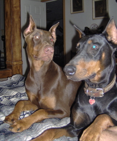 Doberman/HectorShadow.jpg