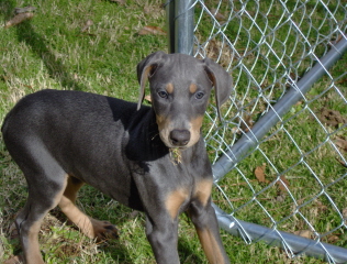 Doberman/KBluepup.jpg