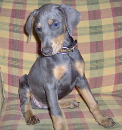 Doberman/KBpup.jpg