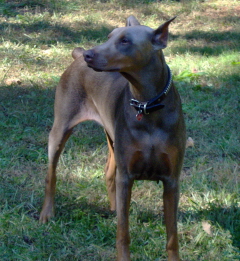 Doberman/Kat.jpg