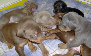 Doberman/Katie2010.jpg