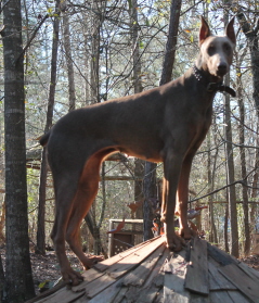 Doberman/Lilas.jpg