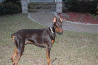 Doberman/Miles.JPG
