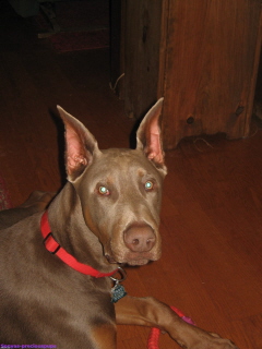 Doberman/PrettyBoy.jpg