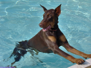 Doberman/Rebal.jpg