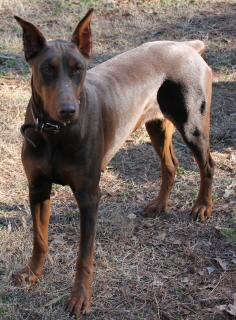 Doberman/Reese.jpg