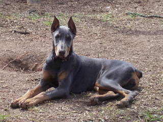 Doberman/Satis.jpg
