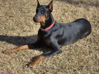 Doberman/Shadow.jpg