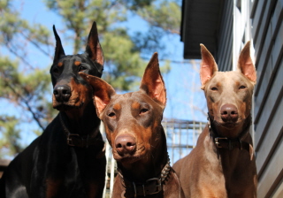 Doberman/Thegirls.jpg