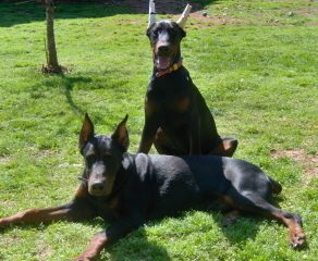 Doberman/ZenaDi.jpg