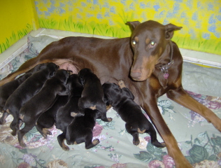 Doberman/cheyennenov.jpg