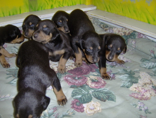 Doberman/cheyn.jpg