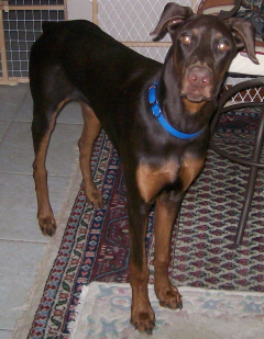 Doberman/ears.jpg