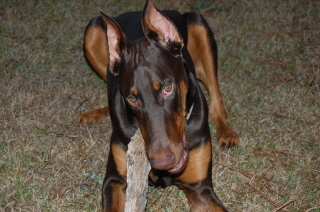 Doberman/mile.JPG