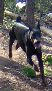 Doberman/zena.jpg